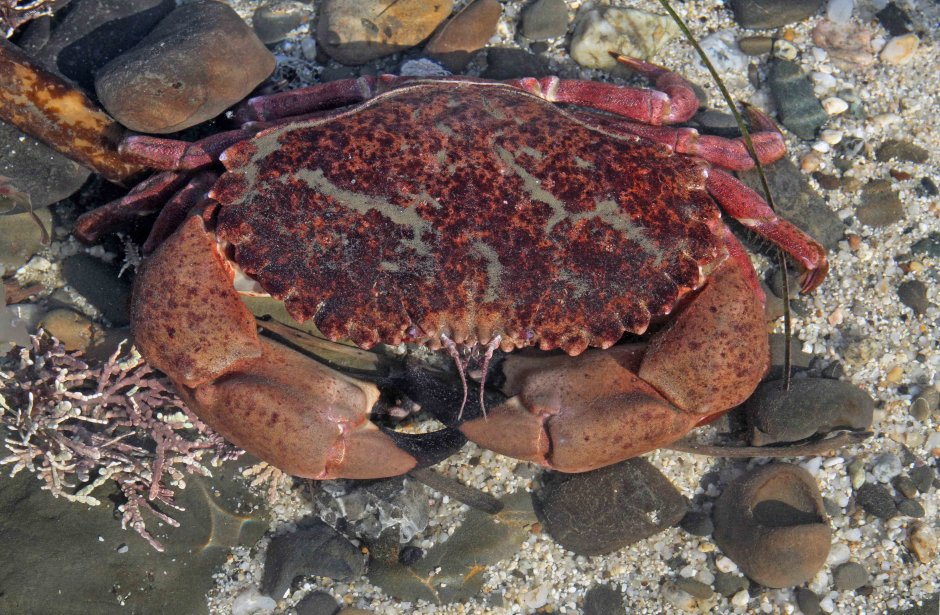 Cancer irroratus Скалистый краб