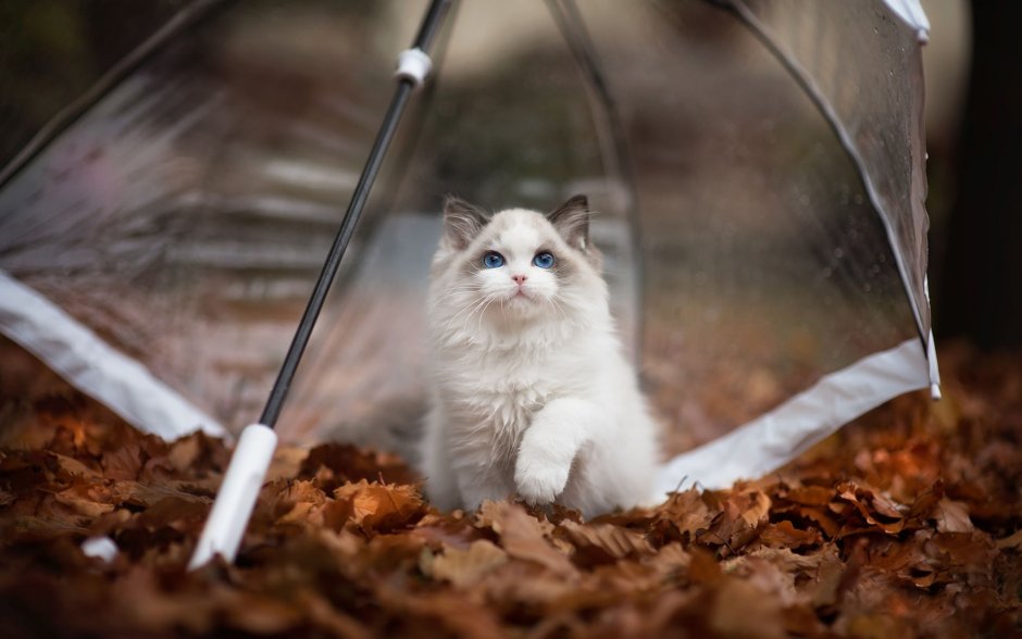 Кот под зонтиком