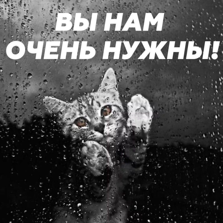Кот за стеклом