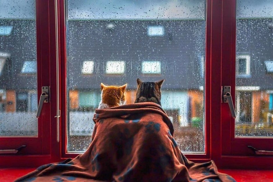 Котик в пледе на окне