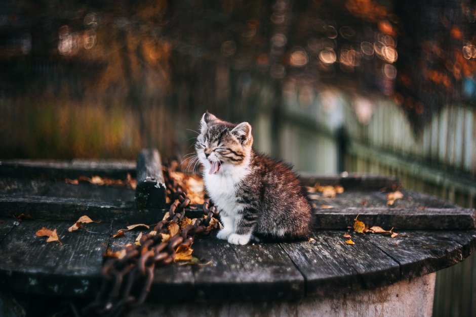 Кошка под дождем