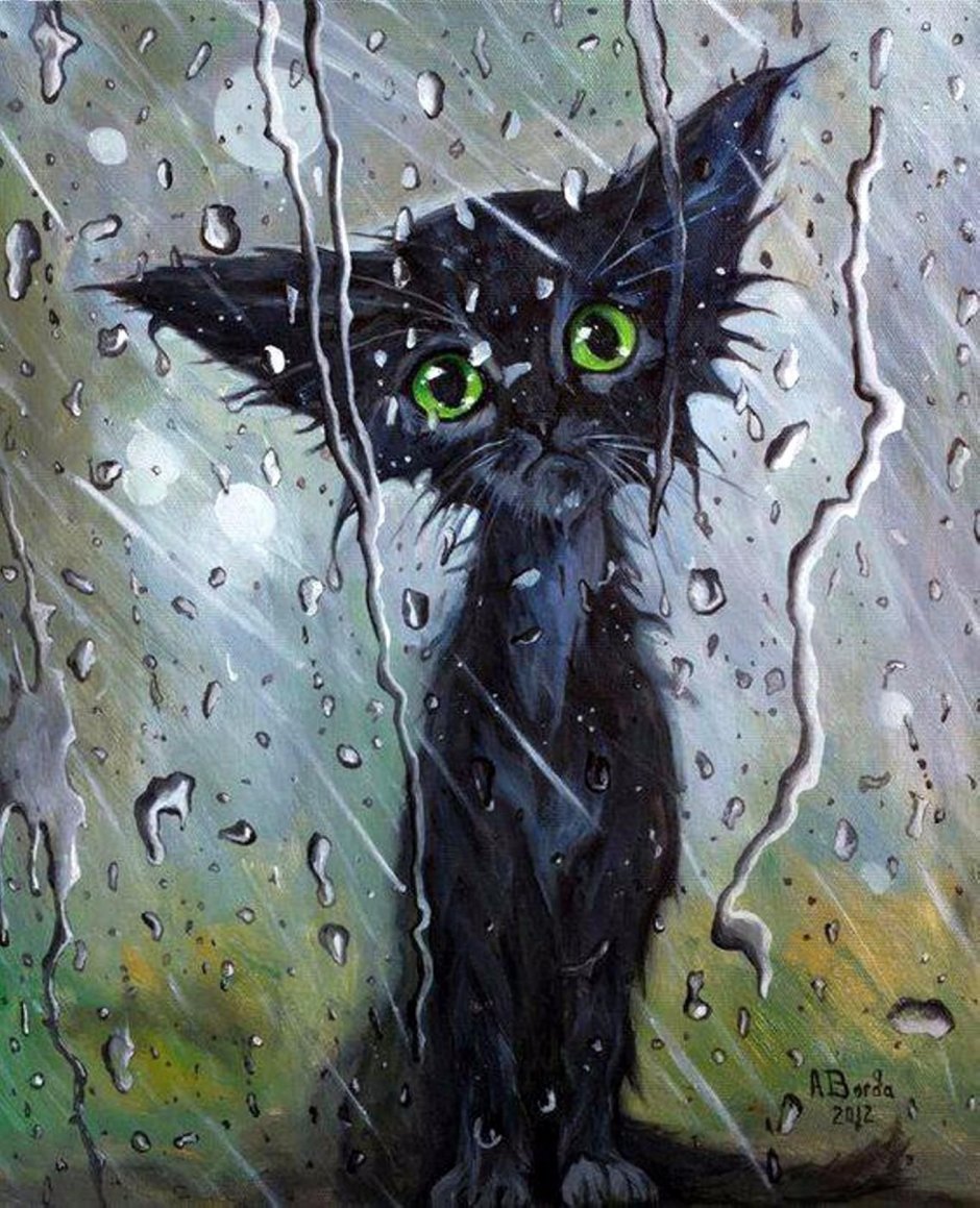 Кот и дождь