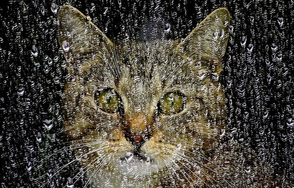 Кошка и дождь