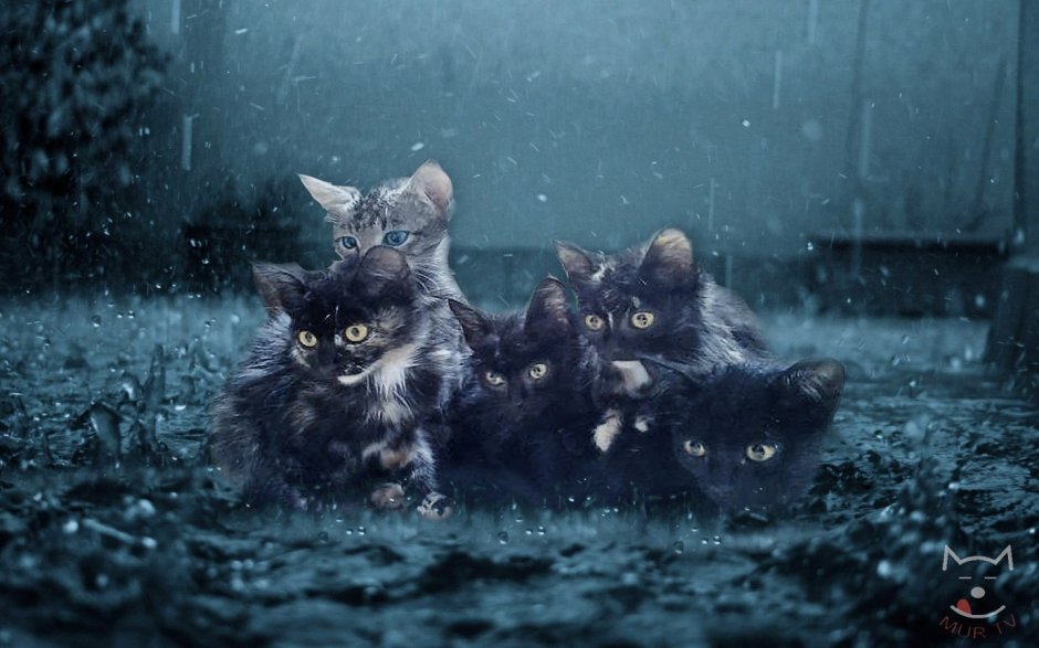 Котенок под дождем