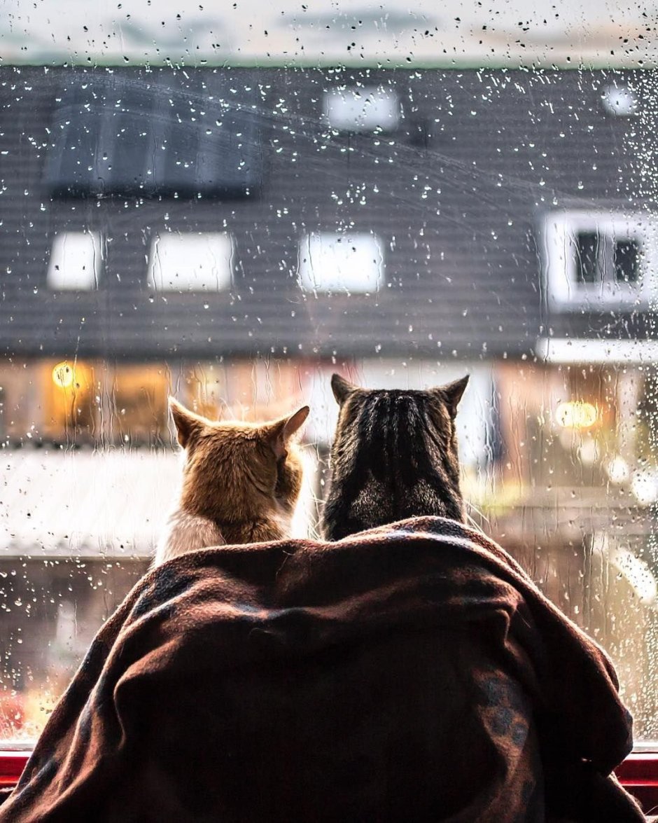 Кот окно дождь