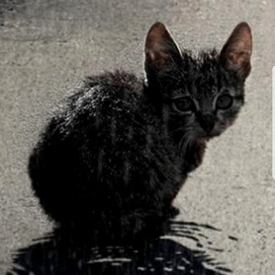 Котенок под дождем