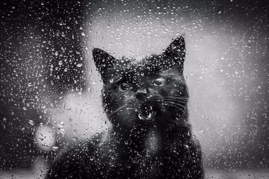 Кот под дождем