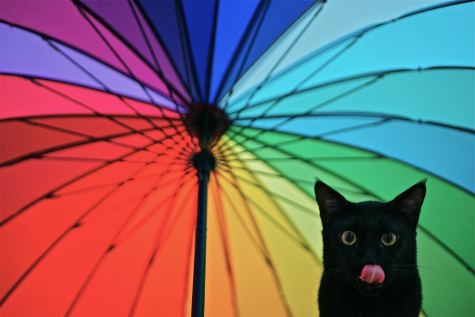 Котик под радугой