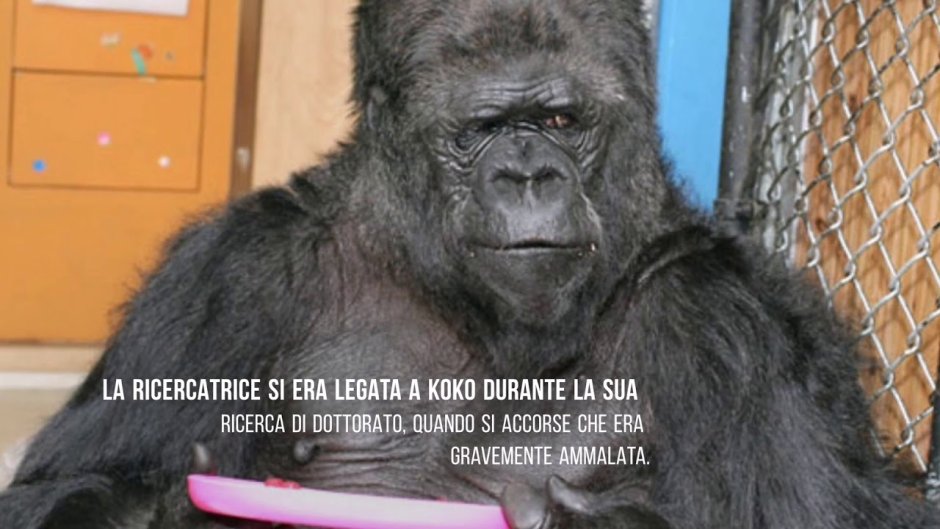 Шимпанзе Коко