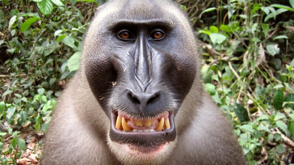 Funny Monkey орангутанг