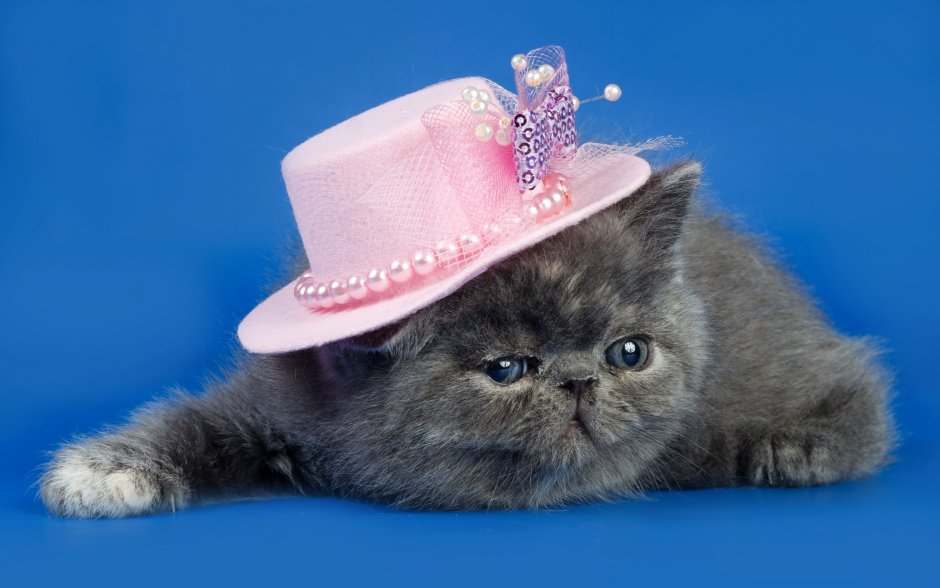 Котенок в шляпке