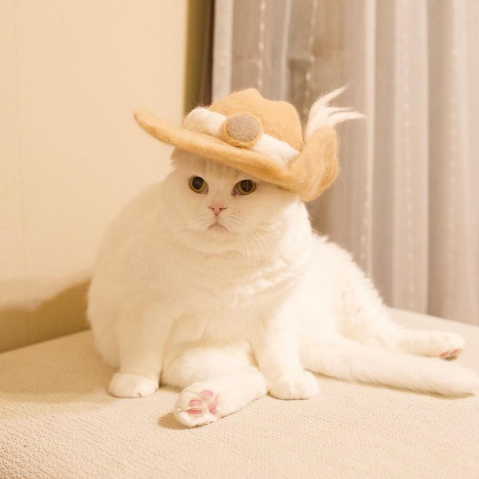 Милый котик в шляпке