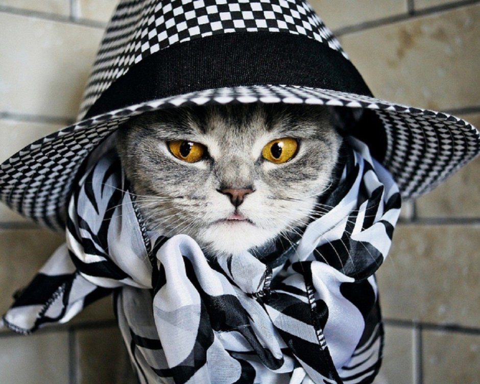 Кот в шляпе