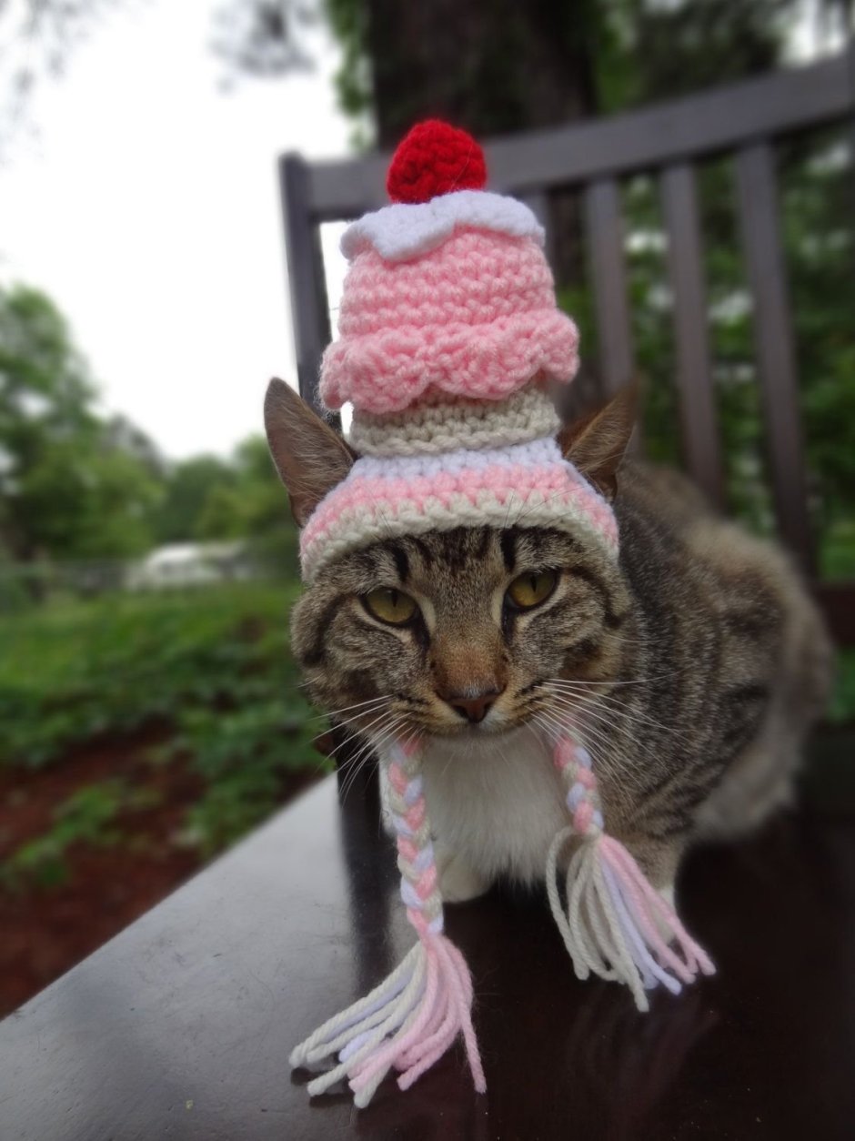 Шапочки для котиков