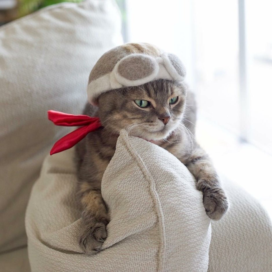 Кот в шапочке