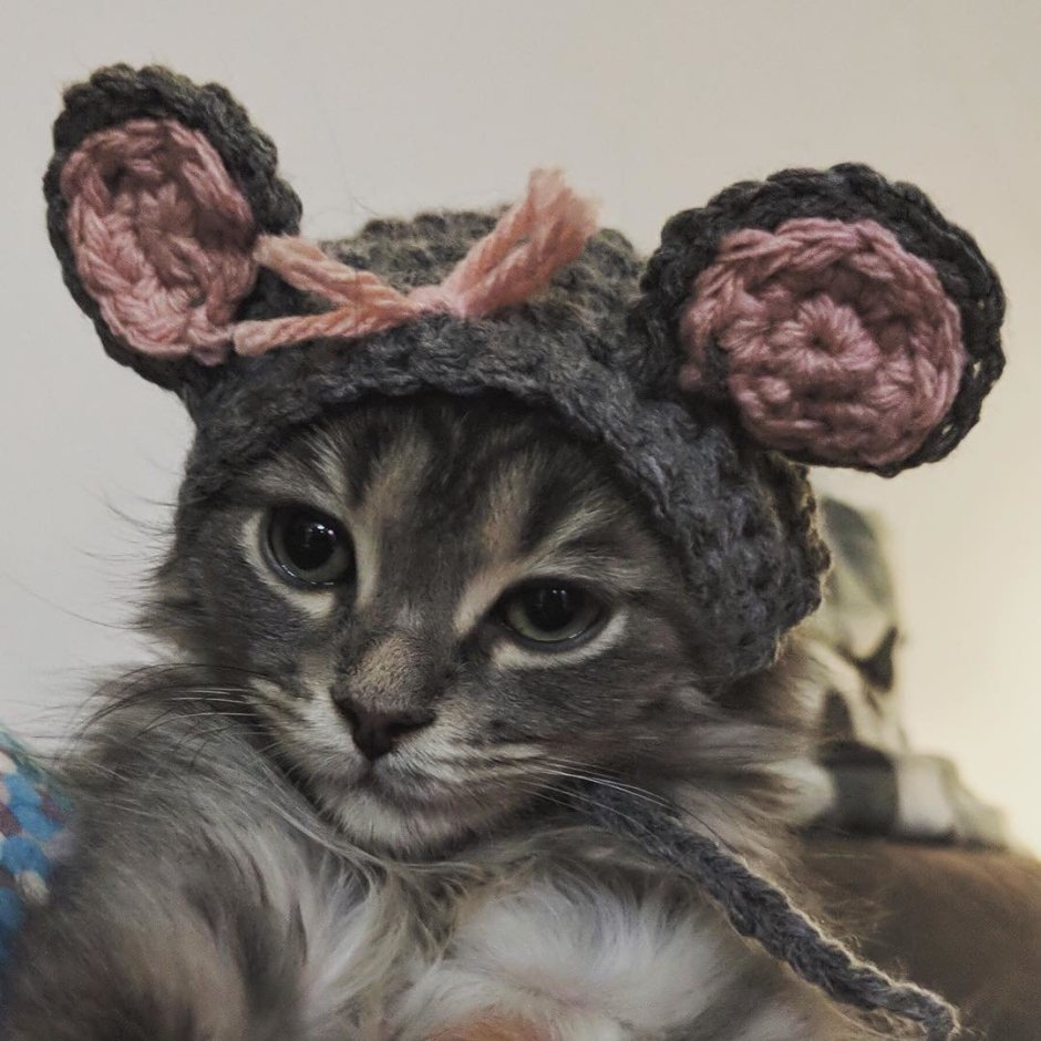 Шапочка котика