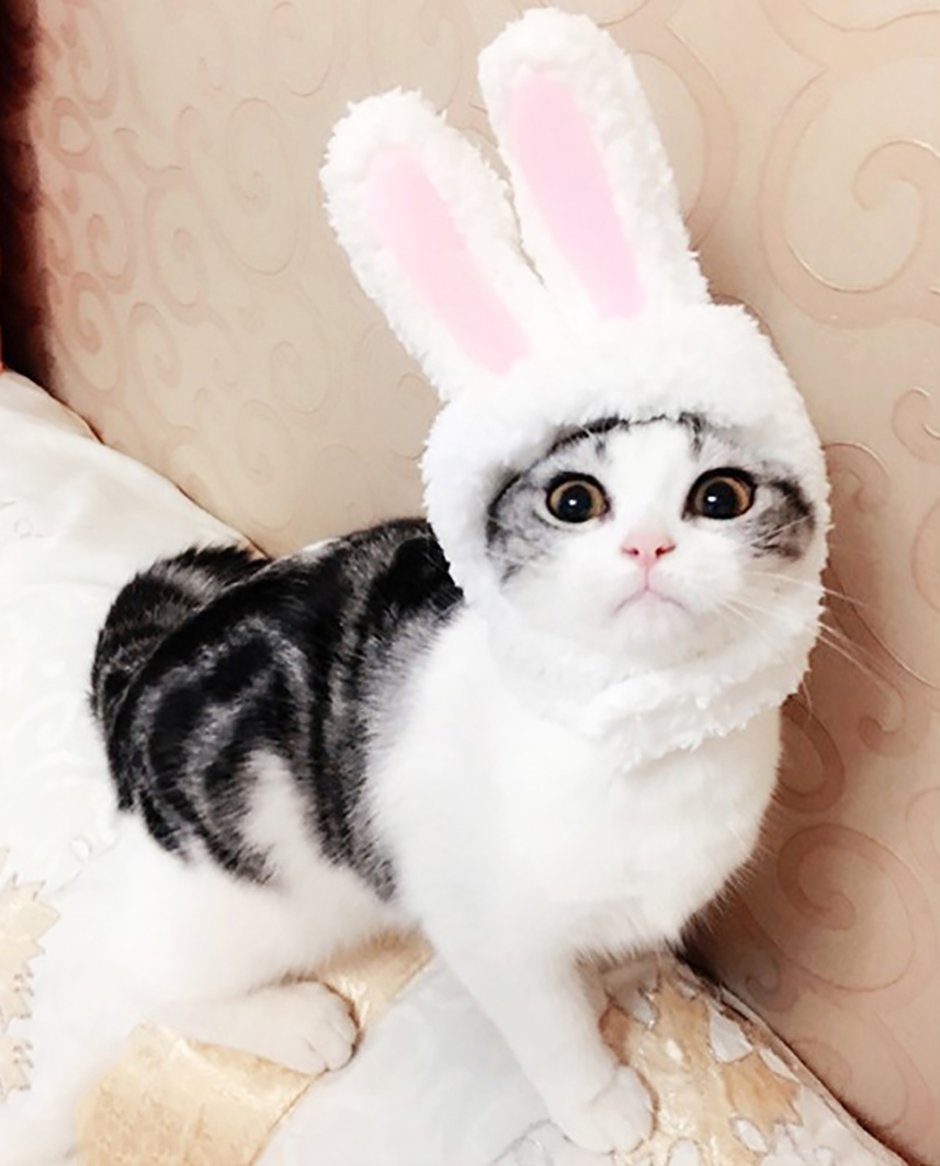 Кот в шапке зайца