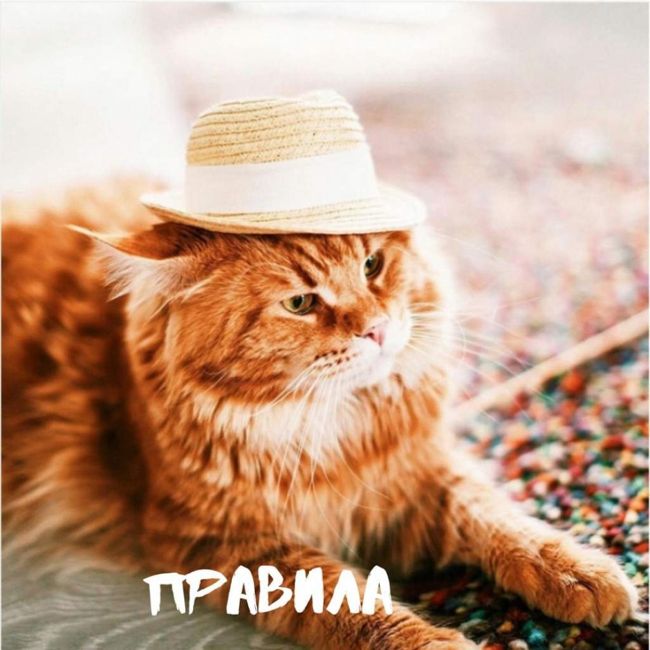 Рыжий котенок в шляпе