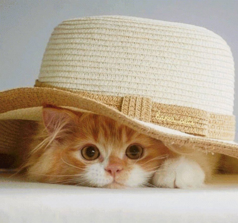Кошка в шляпке