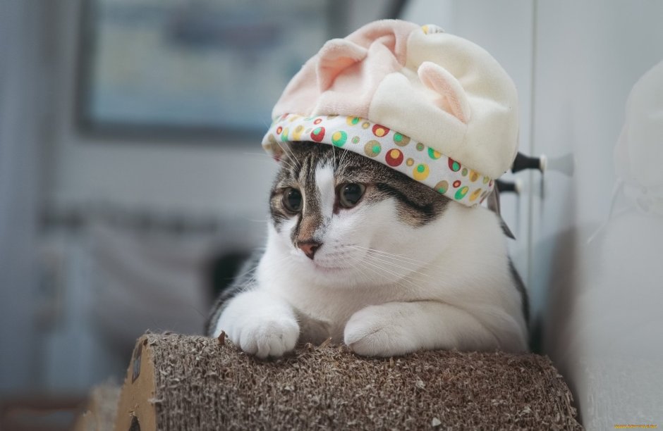 Котенок в шапочке