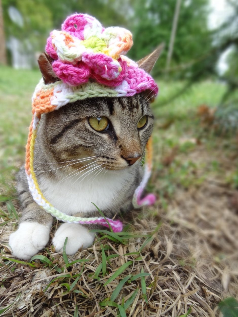 Кот в шапке