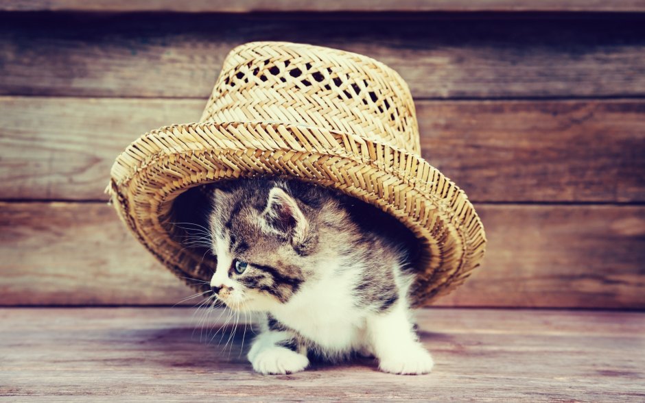 Котик в шляпе