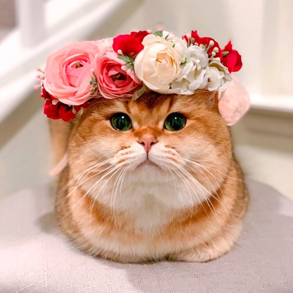 Котик с венком