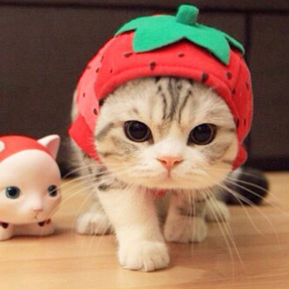 Милый котик в шляпке