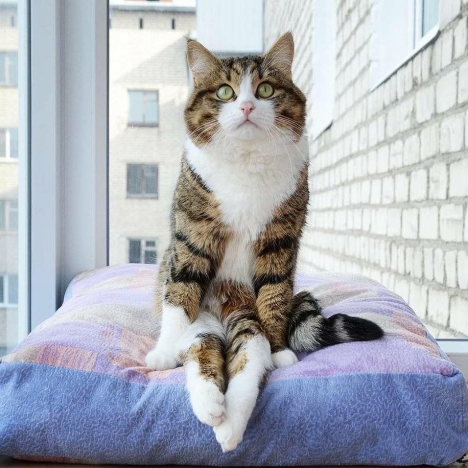 Кот эмоции