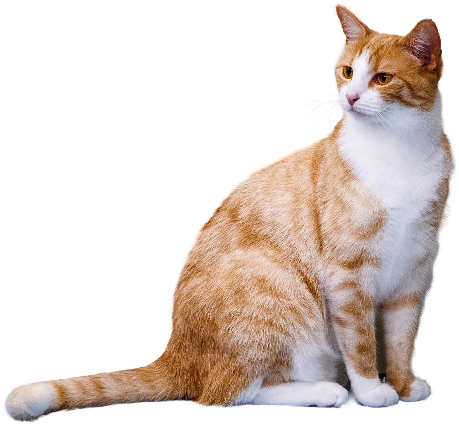 Сидячая кошка