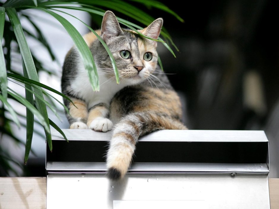 Забавные кошки