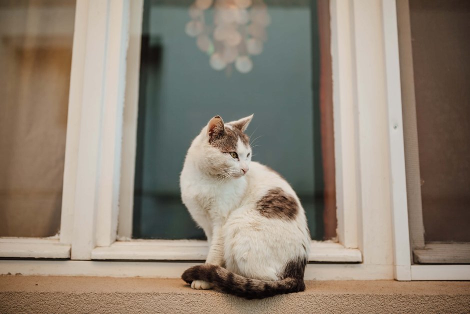 Коричневая кошка сидит