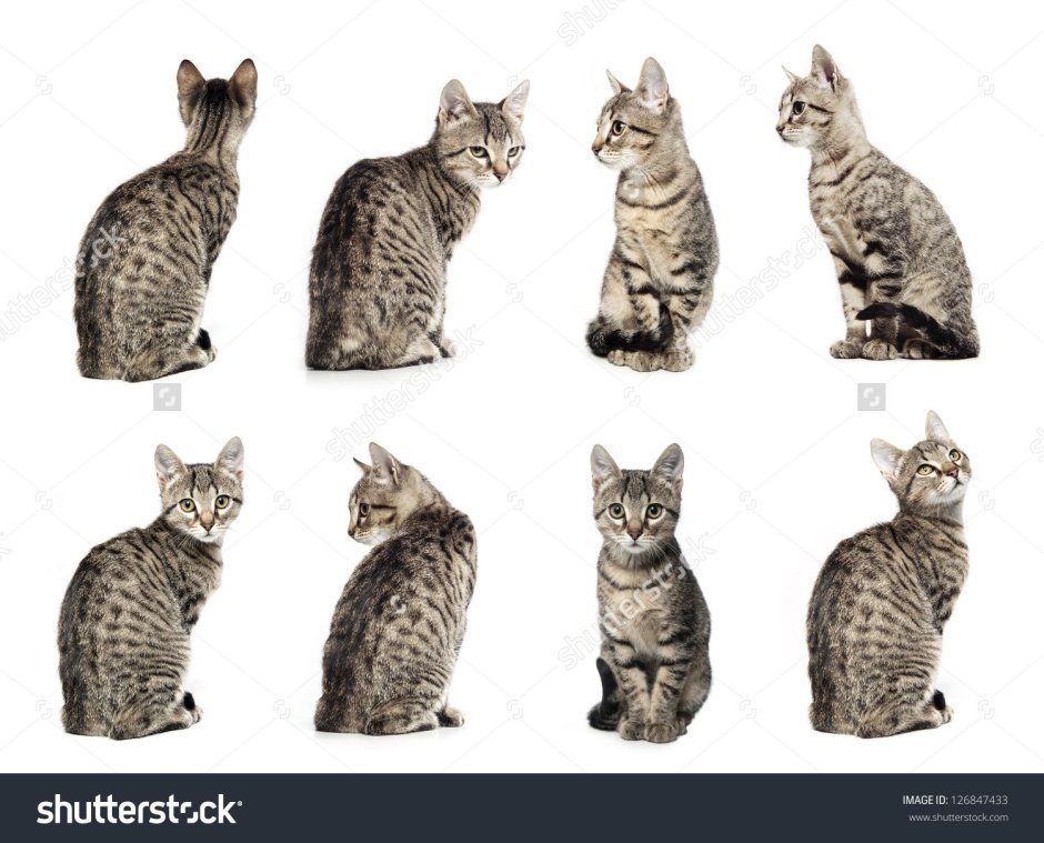 Коты в разных ракурсах