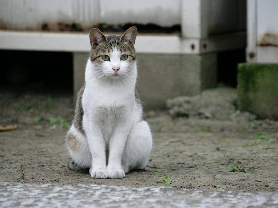 Сидячая кошка
