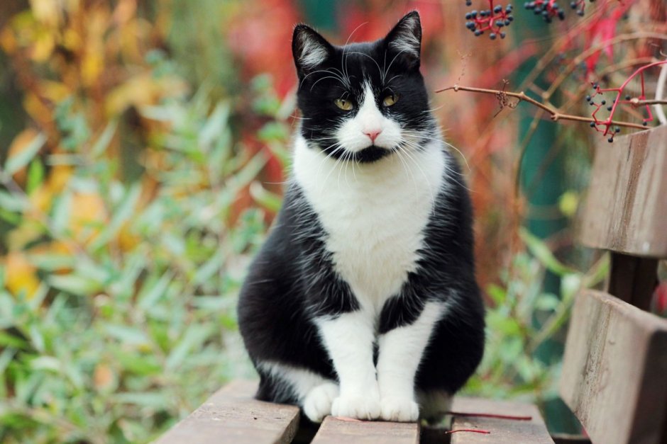 Котик черно белый
