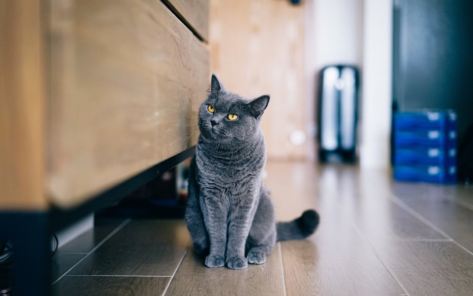 Серая кошка сидит