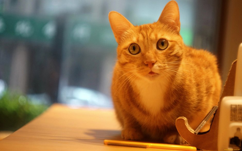 Рыжий сидячий котёнок