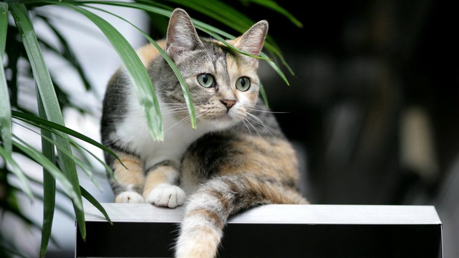 Кошечка сидит