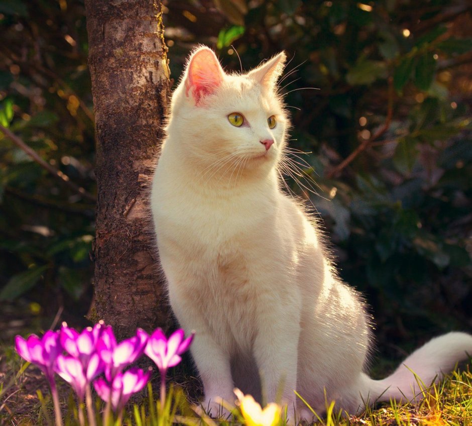 Белая кошка сидит