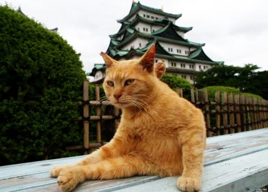 Китайский кот