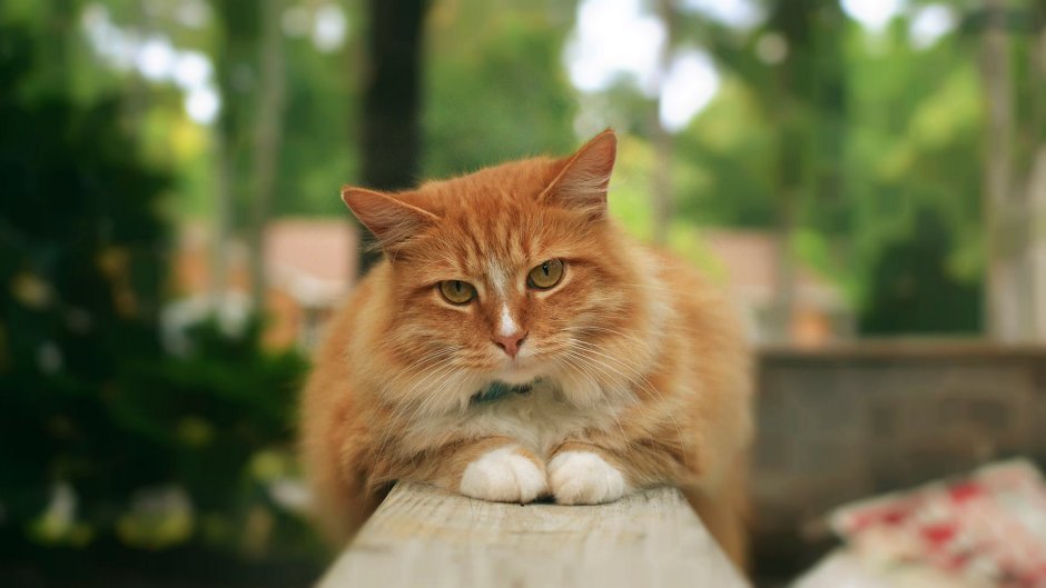 Рыжий кот