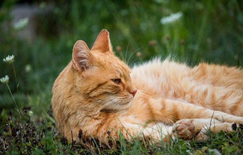 Большой рыжий кот