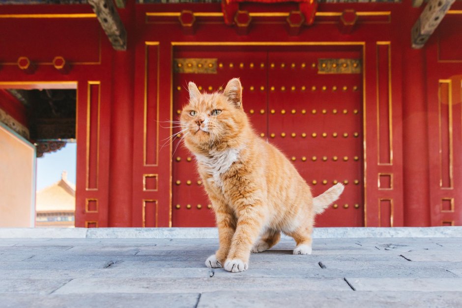 Китайский рыжий кот