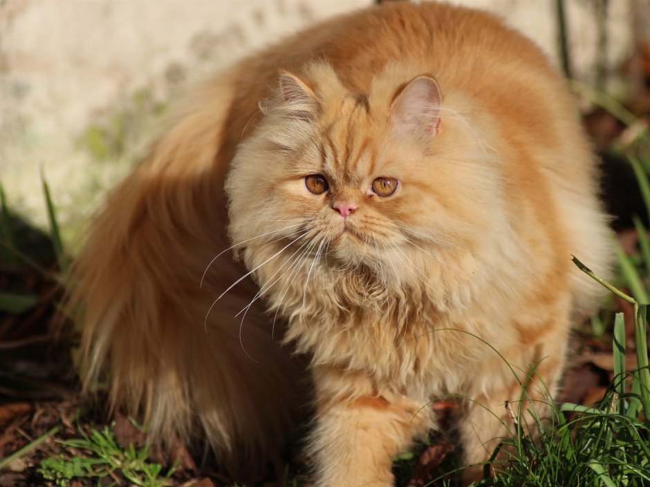 Рыжий персидский кот