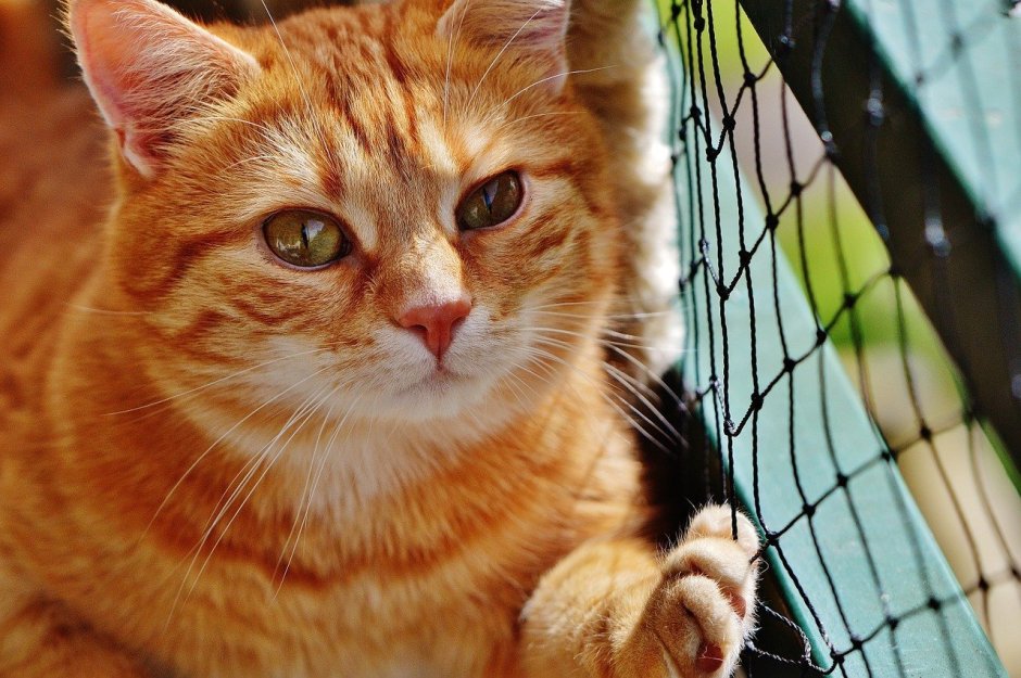 Рыжие коты из рекламы