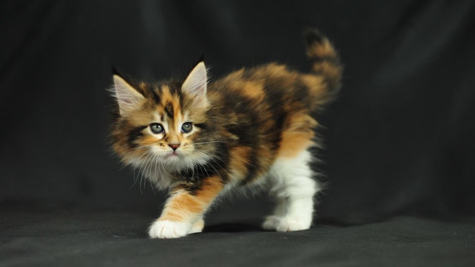Котята Мейн кун