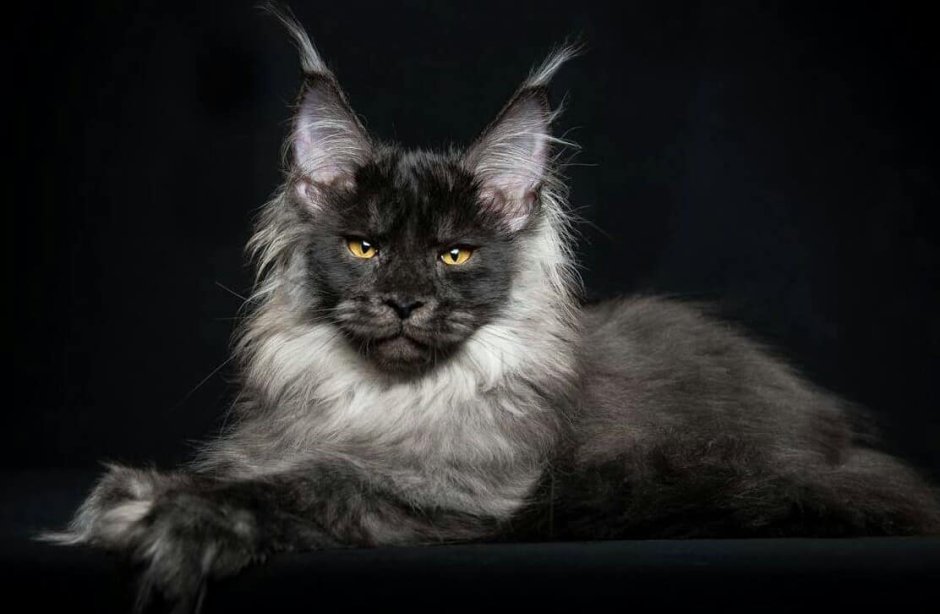 Кошка Мейн кун