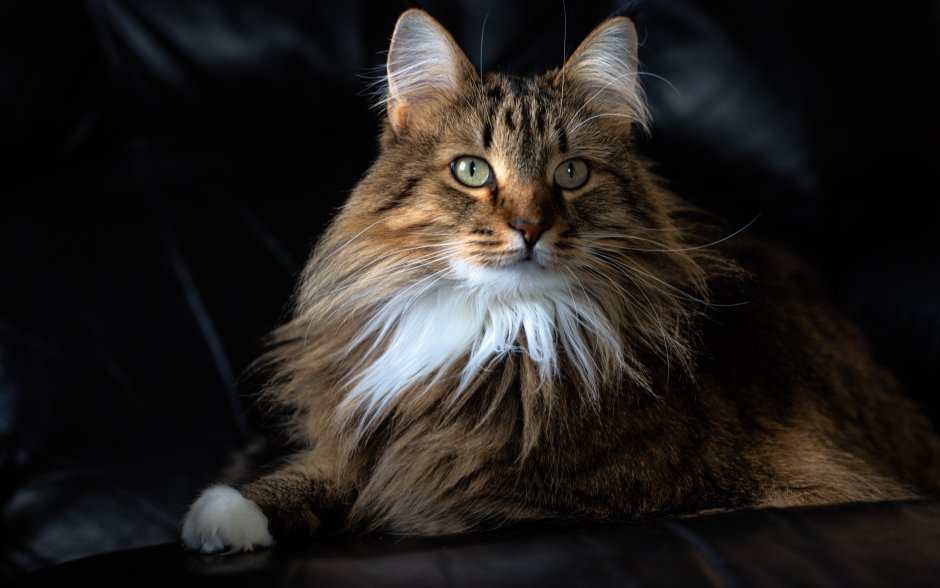 Сибирская кошка