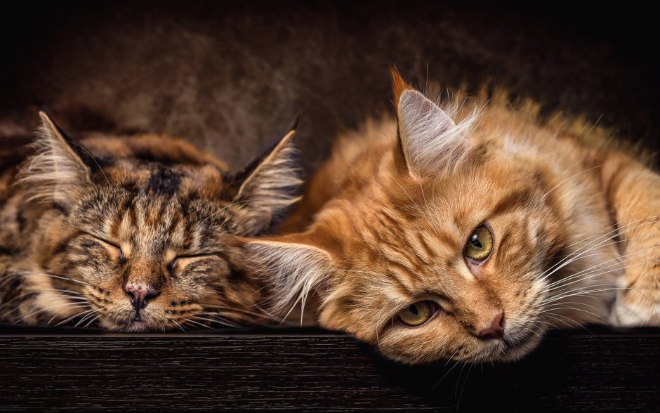 Мейн кун 2 кота