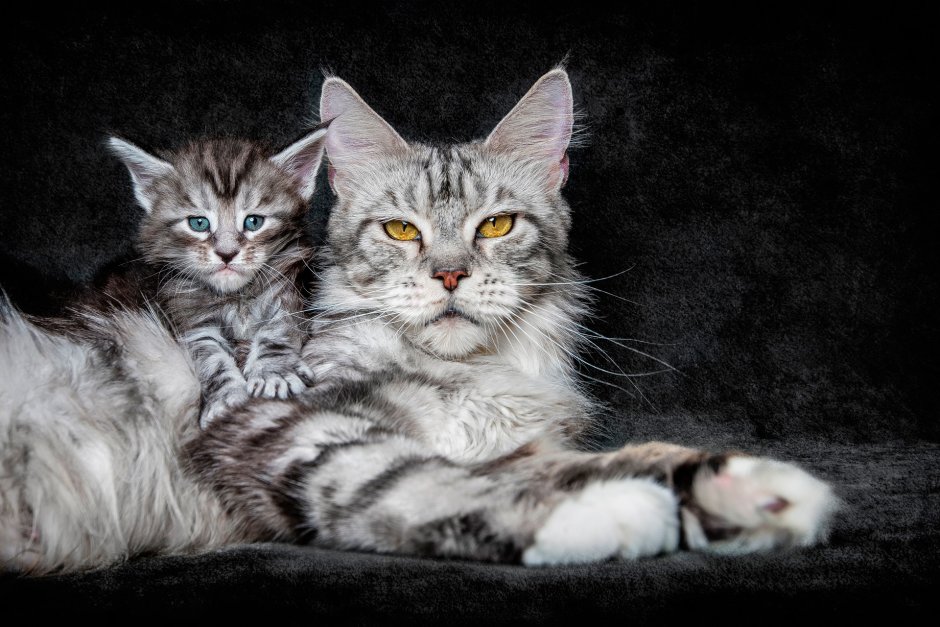 Кошка Мейн кун с котятами